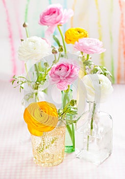 Colorful ranunculus photo