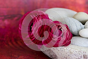 Colorful Ranunculus Flower Still Life