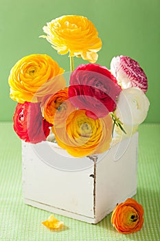 Colorful ranunculus flowers in vase over green background