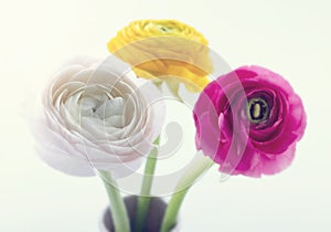 Colorful ranunculus flowers1