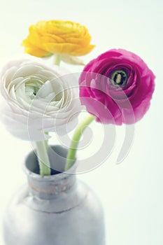 Colorful ranunculus flowers2