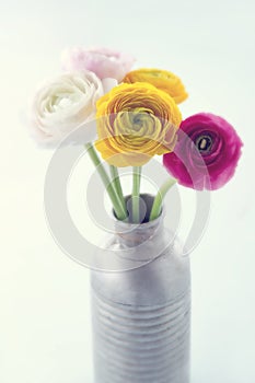 Colorful ranunculus flowers3