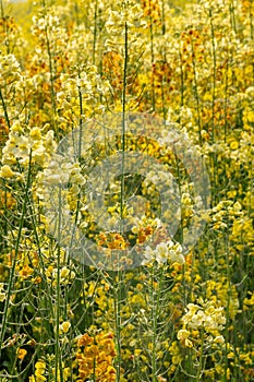 Colorful Rapeseed flowers in spring morning with dew