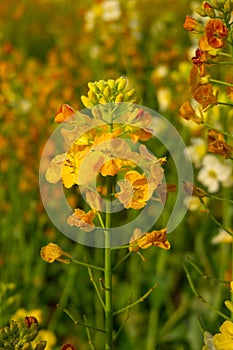 Colorful Rapeseed flowers in spring morning with dew