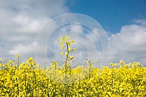 Colorful raps field in France Normandy