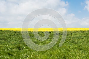 Colorful raps field in France Normandy