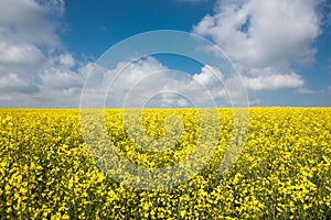 Colorful raps field in France Normandy