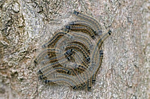 Colorful raupen sitting on a tree trunk