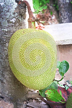 Colorful raw jackfruit  or artocarpus heterophyllus  with stalk and green leaves hanging on tree