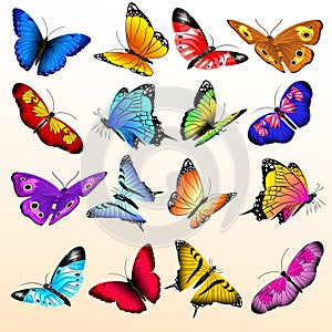 Colorful realistic butterflies big vector set