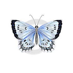 Colorful realistic butterfly isolated on white background. Top view.