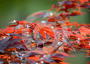 Colorful red autumn leaves