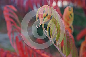 Colorful red autumn leaves of sumac or vinegar tree Rhus typhina