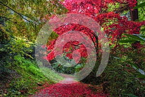 Colorful red Autumn leaves on trees