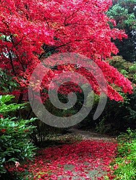 Colorful red Autumn leaves on trees