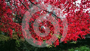 Colorful red Autumn leaves on trees