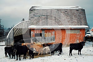 a colorful red barn building with cow cattle feeding from a haystack during the winter with snow covering the fields