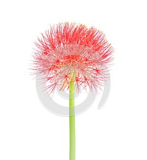 Colorful red blood flowers  or powder puff lily blooming with green stem isolated on white background  , nature ornamental
