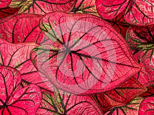 colorful red caladium leaves nature or abstract background by closeup of vivid pink heart-shaped leaf shrub