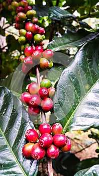 Colorful of red coffee beans on tree branch