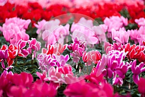 Colorful red cyclamen flowers closeup in the garden photo