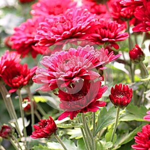 Colorful red dahlia flower