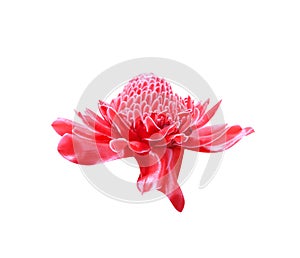 Colorful red etlingera elatior flower blooming or torch ginger ornamental isolated on white background with clipping path