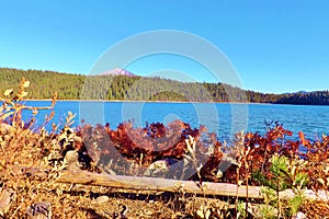 COLORFUL RED FALL PLANTS NEXT TO LAKE