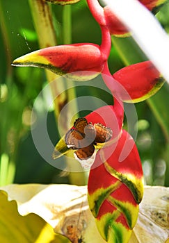 Colorful red flower, growth fresh during a day time,with small butterfly on it