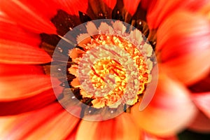 Colorful red Gazania Rigens Flower in the garden