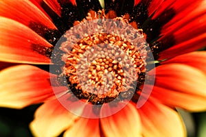 Colorful red Gazania Rigens Flower in the garden