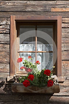 Colorful red geraniums in a window box