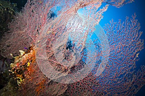 Colorful red gorgonian seas fan in the Ocean