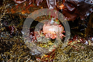 Colorful red, green and coral colored Christmas Anemone hanging from a rock at low tide, Alki Point, Seattle, Washington