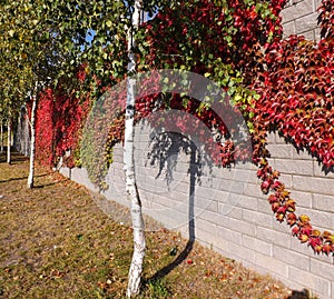 Colorful red and green, Fall Ivy Creeper on a panoramic wall