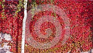 Colorful red and green, Fall Ivy Creeper on a panoramic wall