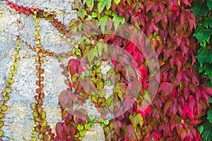 Colorful red and green leaves of wild grapes on the old stone wall. Autumn background