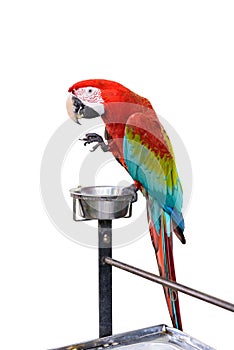 Colorful Red-and-green Macaw bird isolated