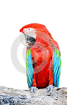 Colorful Red-and-green Macaw bird isolated on white background