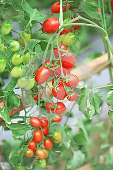 Colorful red and green tomatoes hanging on trees in organic vegetable farm ,nature background