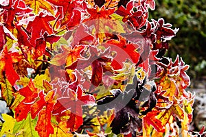 Colorful red gum tree foliage covered with hoarfrost