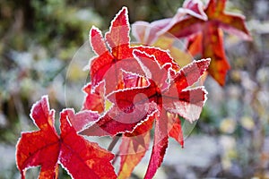 Colorful red gum tree foliage covered with hoarfrost