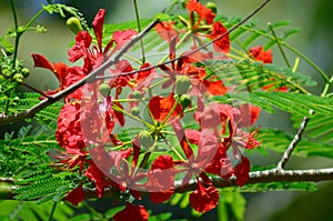 Colorful of Red guppy flower bloom on green background