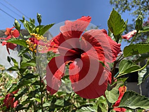 Colorful Red Hibiscus Flower in Central Mexico