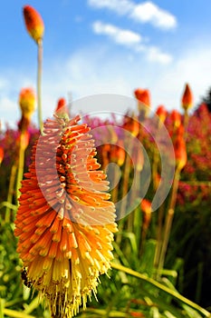 Colorful Red Hot Poker