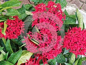 Colorful red ixoria flowers with green leaves
