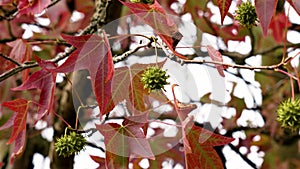Colorful red leaves and green spiked fruits of Liquidambar styraciflua