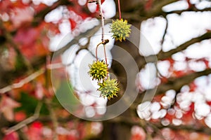 Colorful red leaves and green spiked fruits of Liquidambar styraciflua tree. American sweetgum