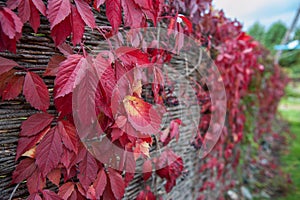 Colorful red leaves of a Virginia creeper