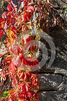 Colorful red leaves of Virginia creeper in autumn